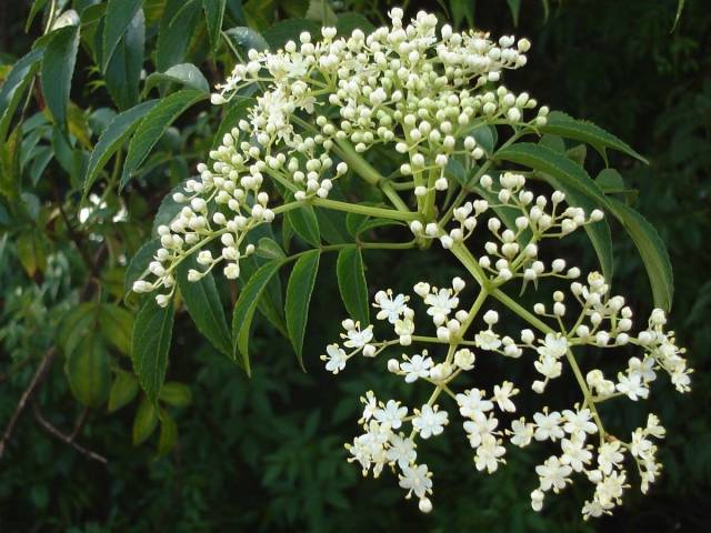 عکس چریش Azarirachta indica 2